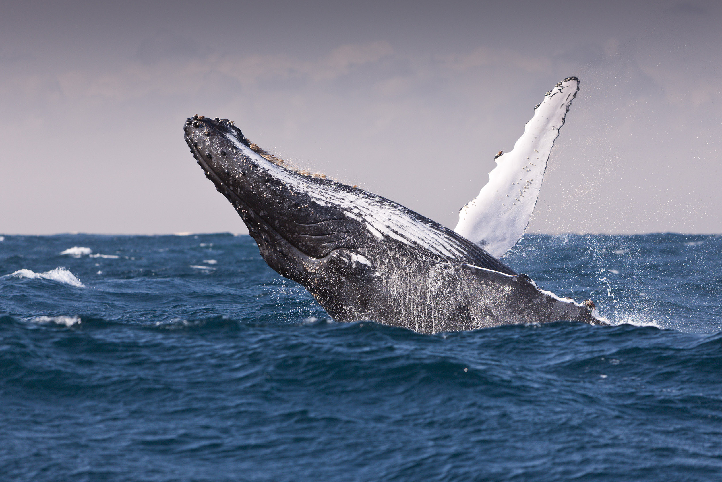 Humpback whale with its fin and head out of the water