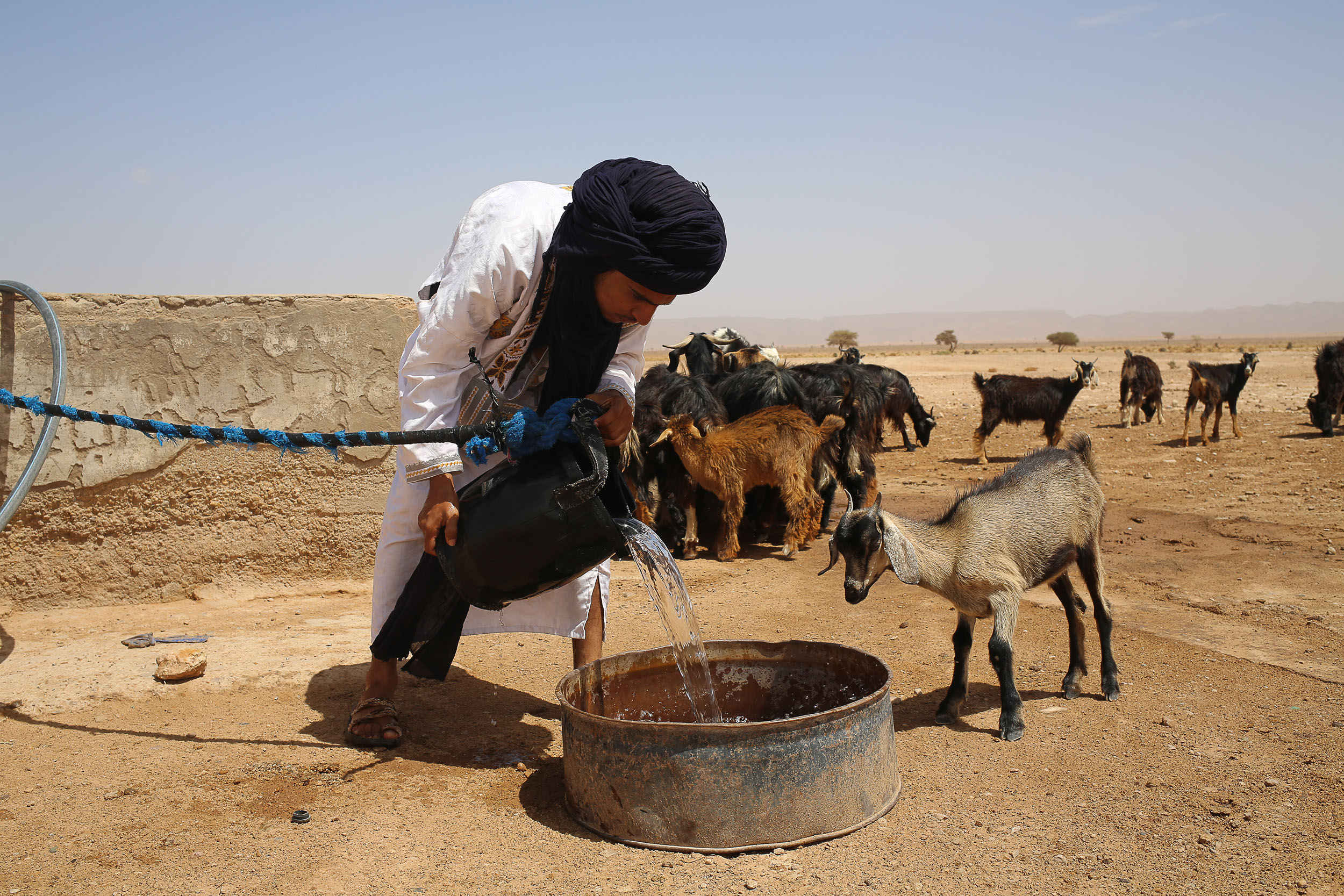A man in traditional Moroccan desert-dweller dress with a while long shirt and black turban pours water into a round metal trough, with a goat standering over waiting to drink. There are goats and a dry, sandy desert scene in the background.