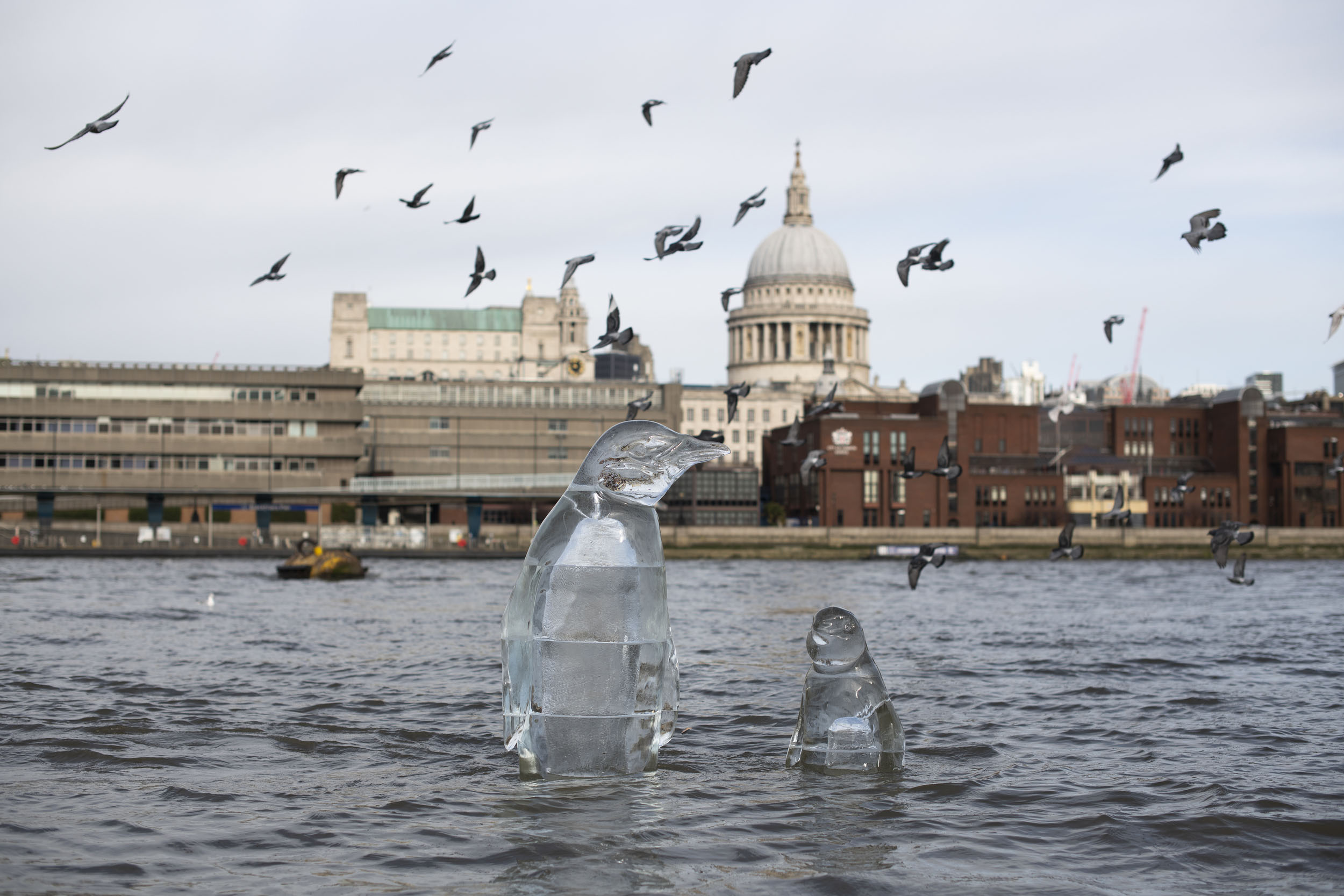 Two penguin ice sculptures are half submerged by the rising tide in the River Thames in London. The iconic dome of St Paul's cathedral is visible in the background