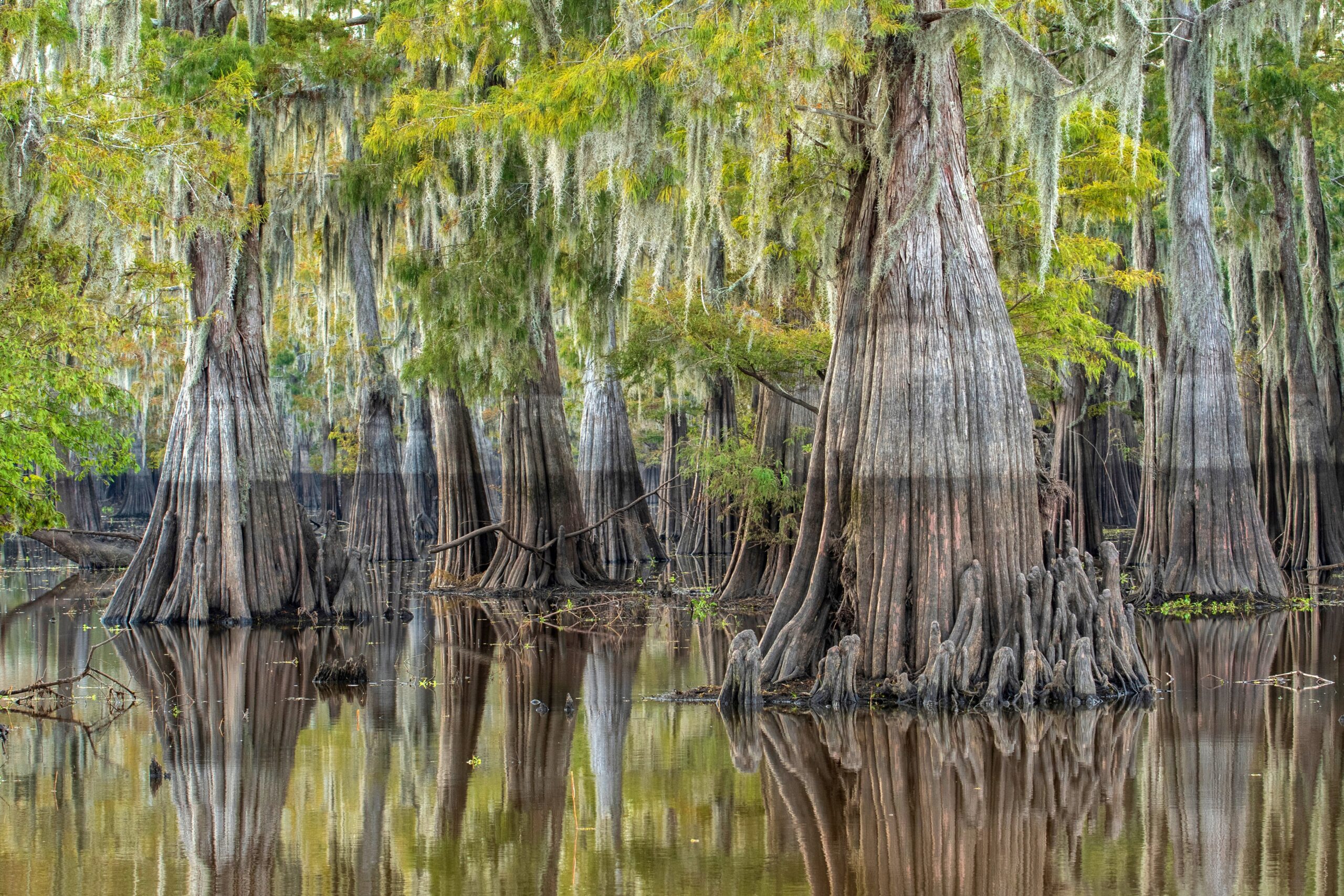 Chunky textured tree trunks protrude from water.