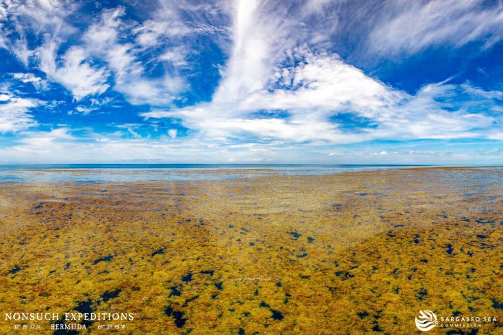 Island-like masses of brown Sargassum seaweed drifting in the still ocean water, under a blue sky with scattered white clouds.