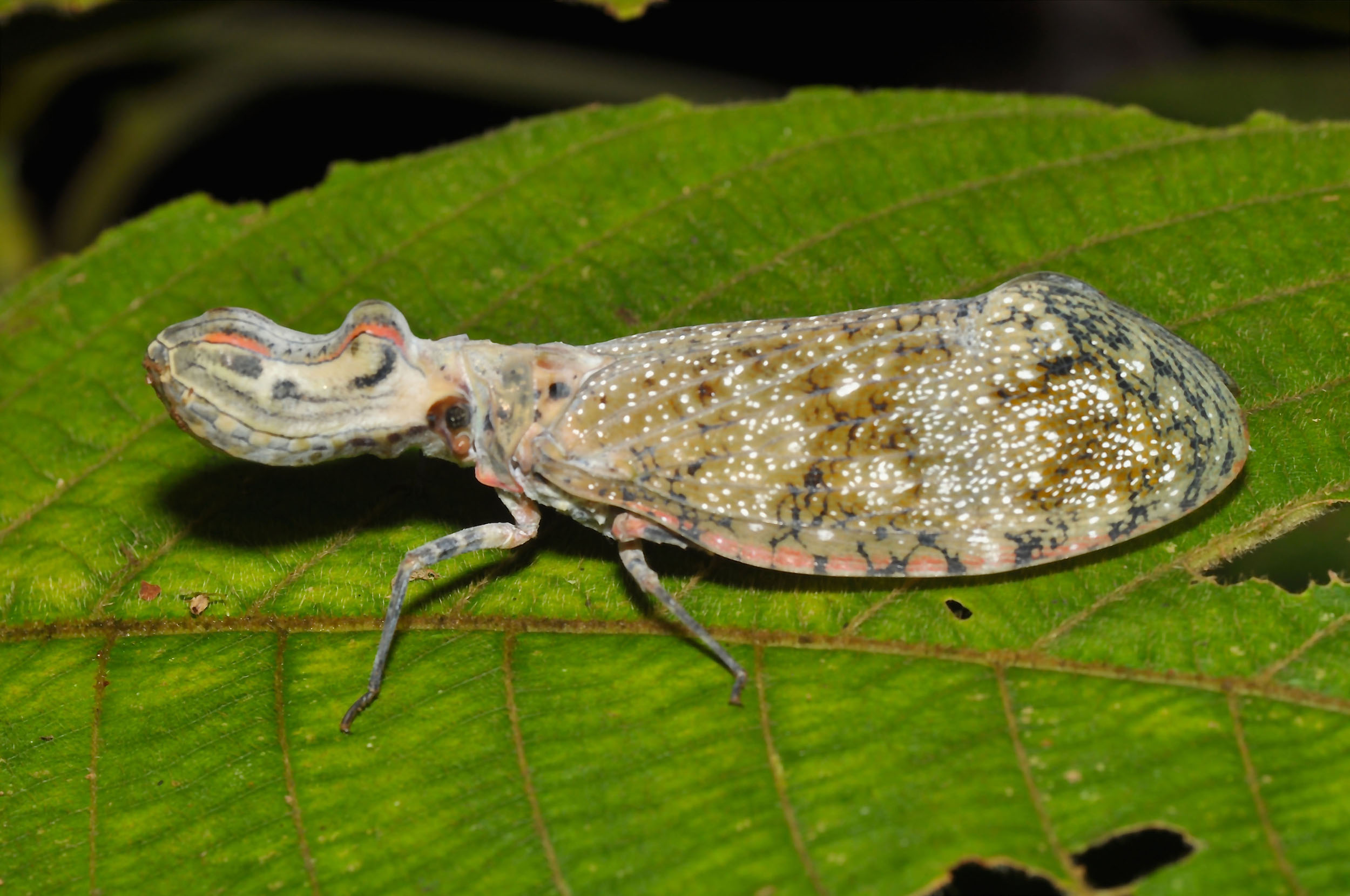 Closeup of a peanut bug on a leaf. Its body is definitely peanut shaped.