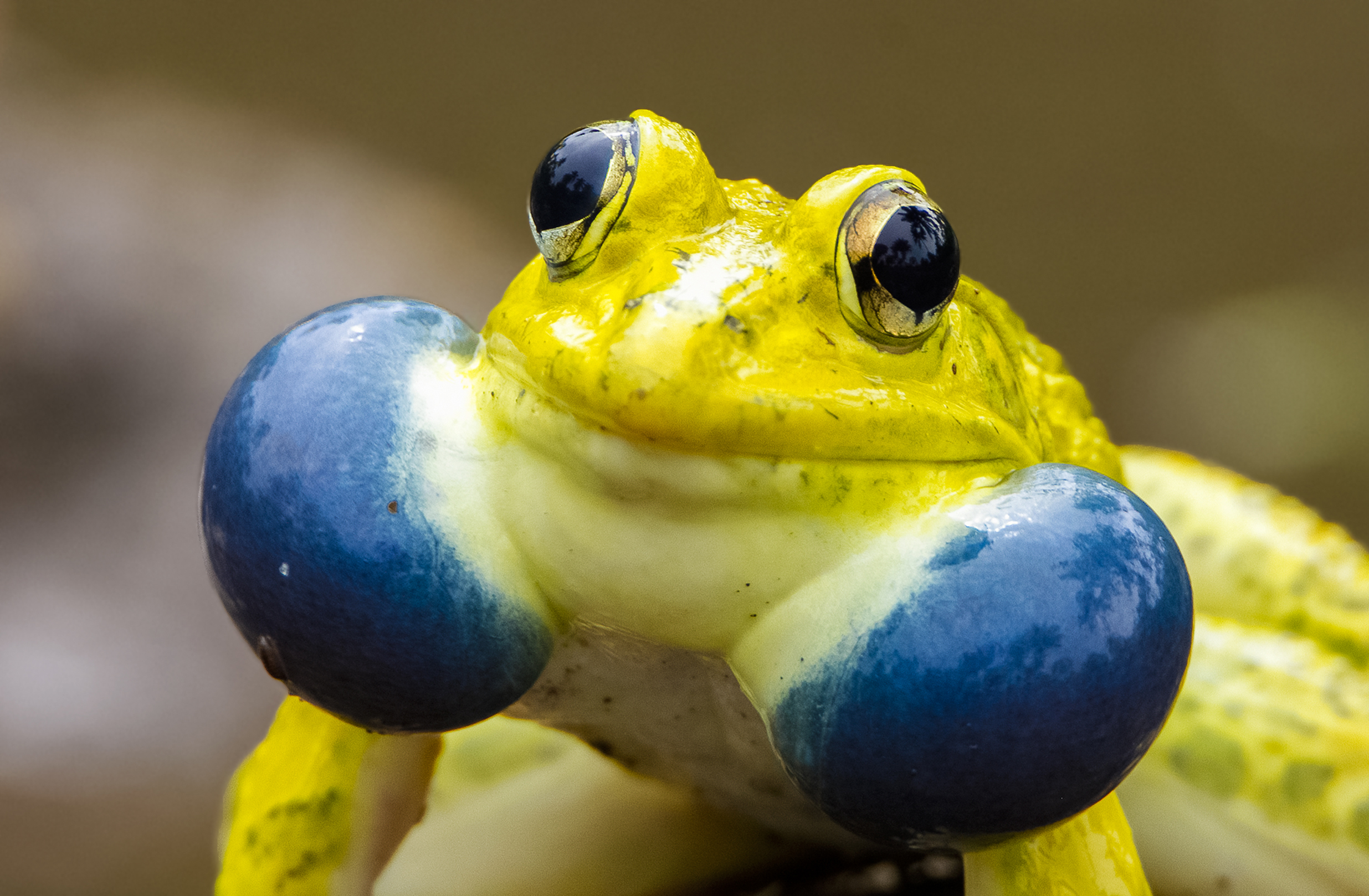 Bright yellow frog with giant blue-black cheeks