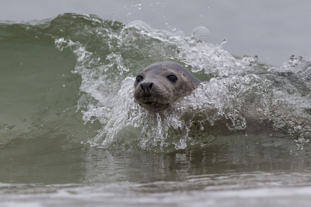 A grey seal's head emerges from a breaking wave