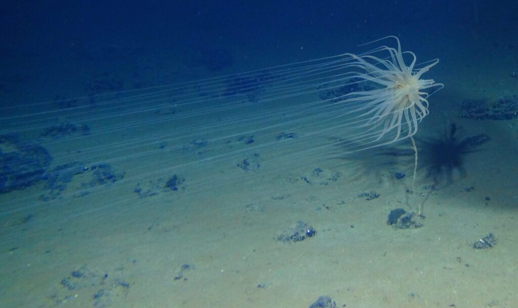 A spiky translucent creature with long tendrils emerging from its jellyfish like body, almost on the sea floor with inky blue water around