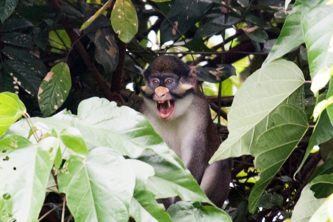 A red-tailed monkey sitting on a branch in a lush forest. It's mouth is open as if it's uttering a loud call.