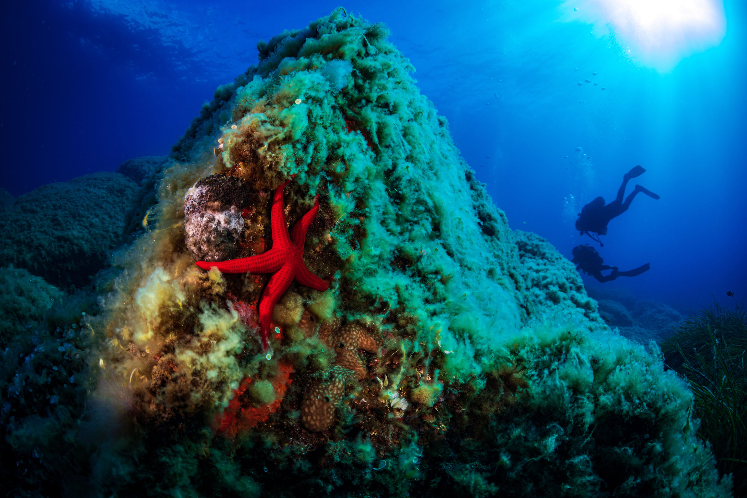 A red starfish clings to the side of a mound on the seabed. A diver is visible in the background.