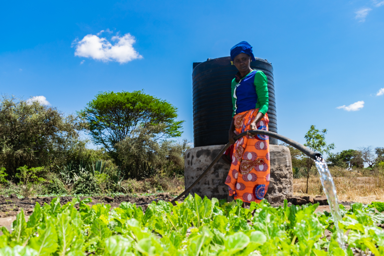 A woman in brightly coloured african print clothes in orange, blue and green, watering a bright green spinach bed. There is a large black water drum behind her and a bright blue sky with one or two small white clouds.