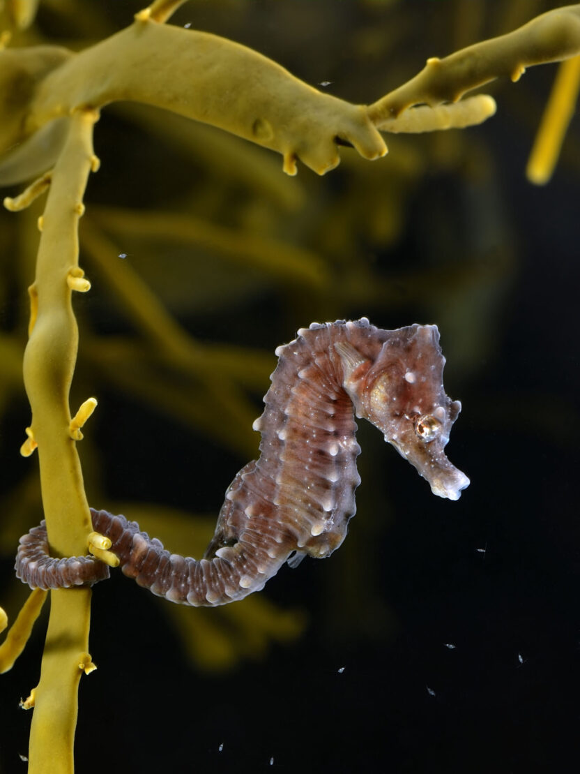 A short-snouted seahorse with its tail wrapped around a rubbery frond of yellow-green seaweed.