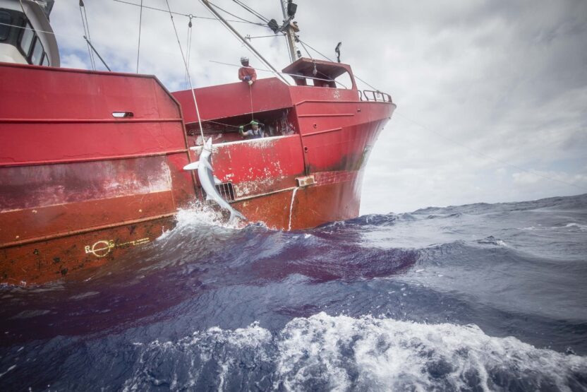 Greenpeace seize 30 kilometres of industrial fishing gear in North Atlantic