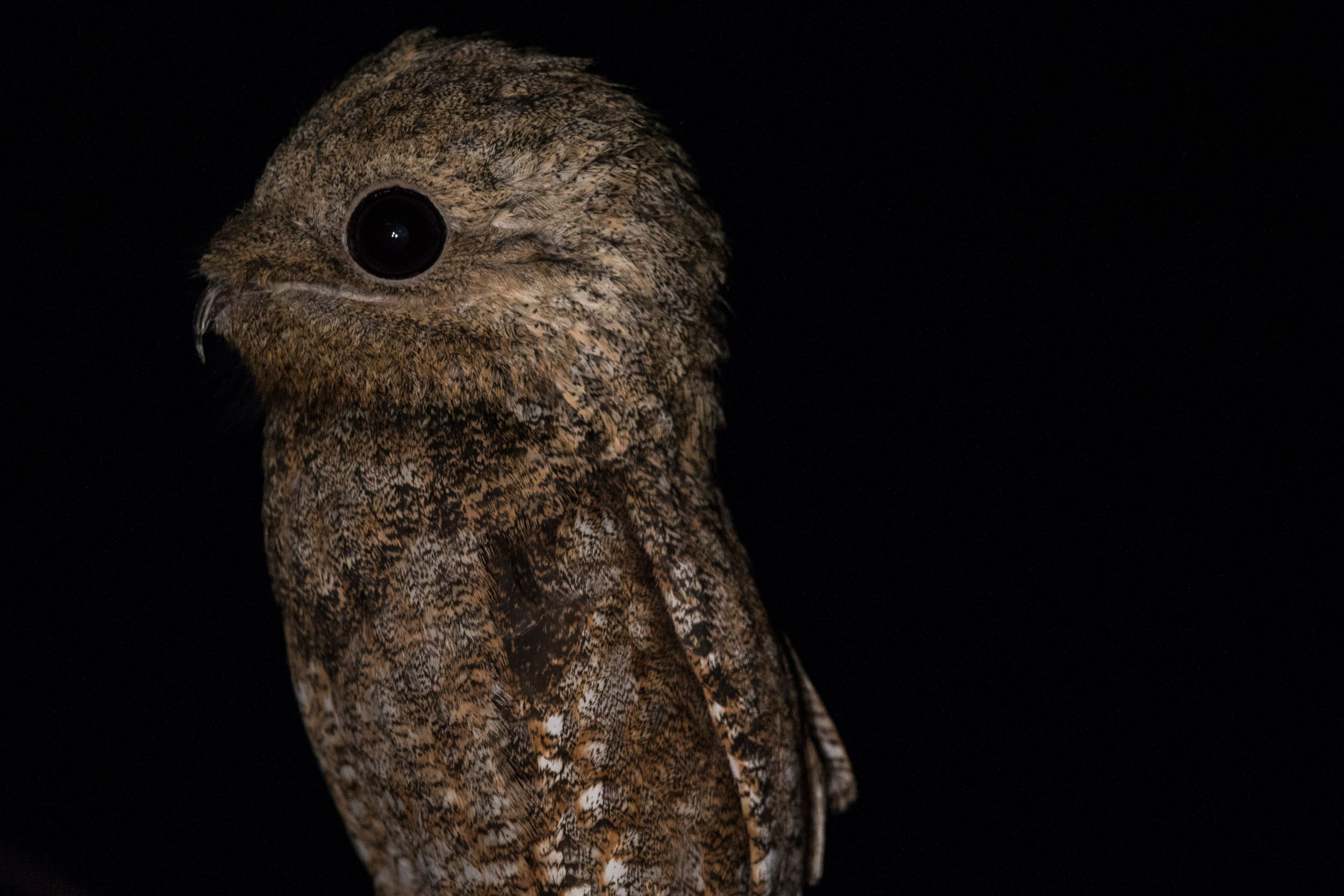 A brown bird that looks a bit like a young owl but it has an enormous all-black eye. The overall effect is quite unhinged.