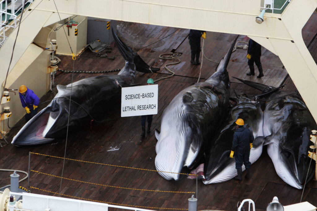 Four whales on the deck of a boat