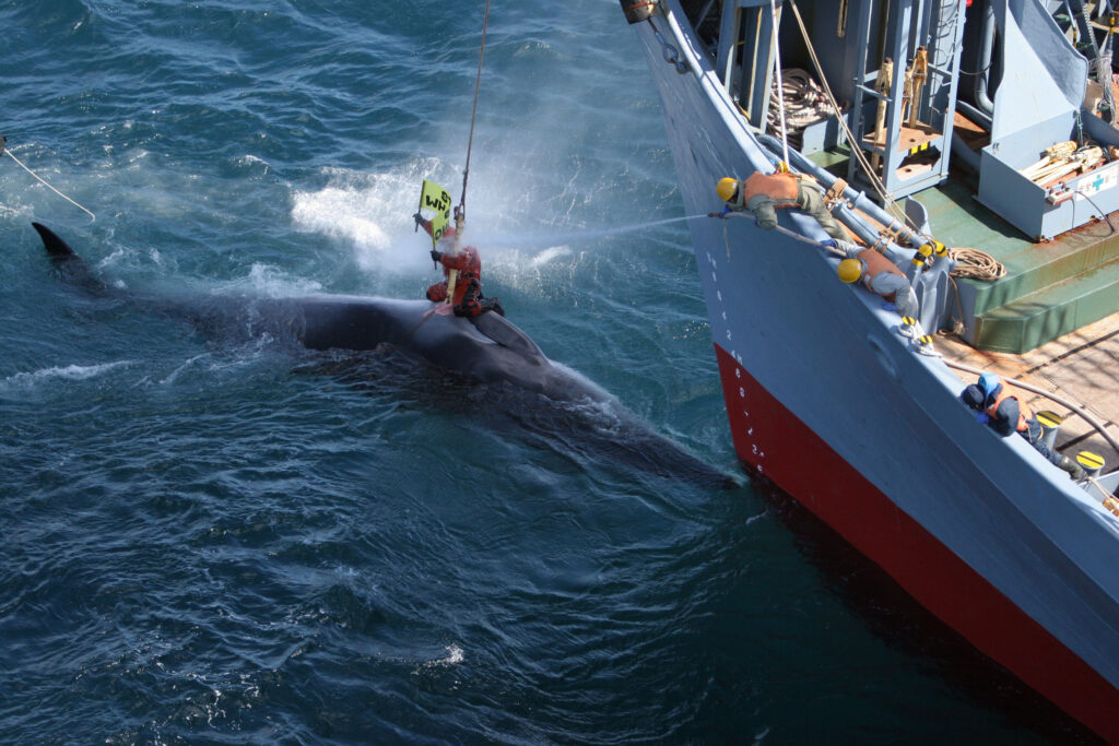Activist on top of a harpooned whale next to a large whaling ship