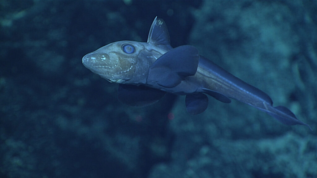 An almost camouflaged grey-white fish against a blue-grey background, with two fins, white face and eyes with silver dots running along it