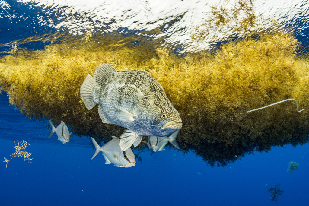 Near a huge clump of golden seaweed, triplefin and jacks swim in the Sargasso Sea, with a plastic tie floating nearby.