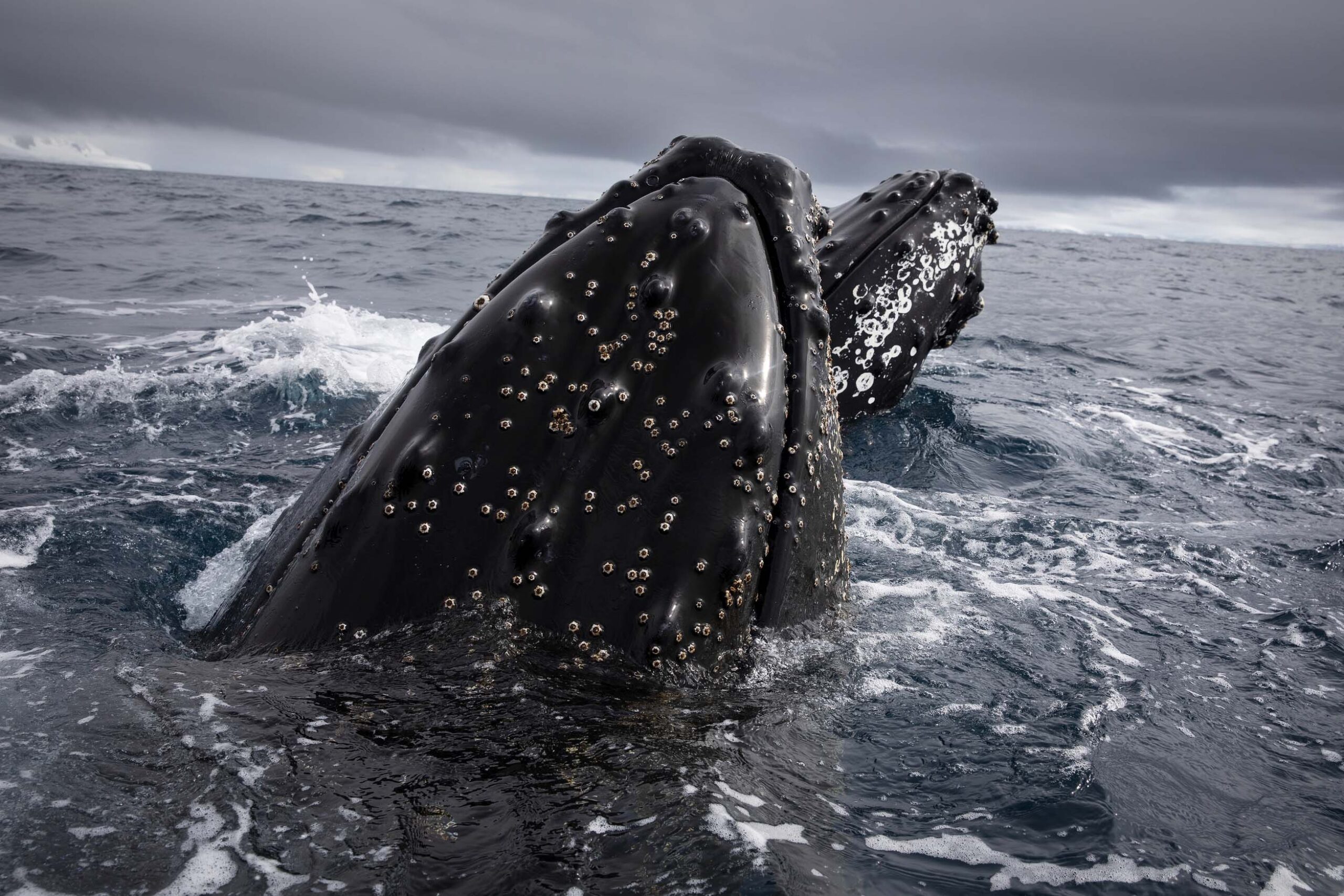 Whale facts: 11 fascinating things to know