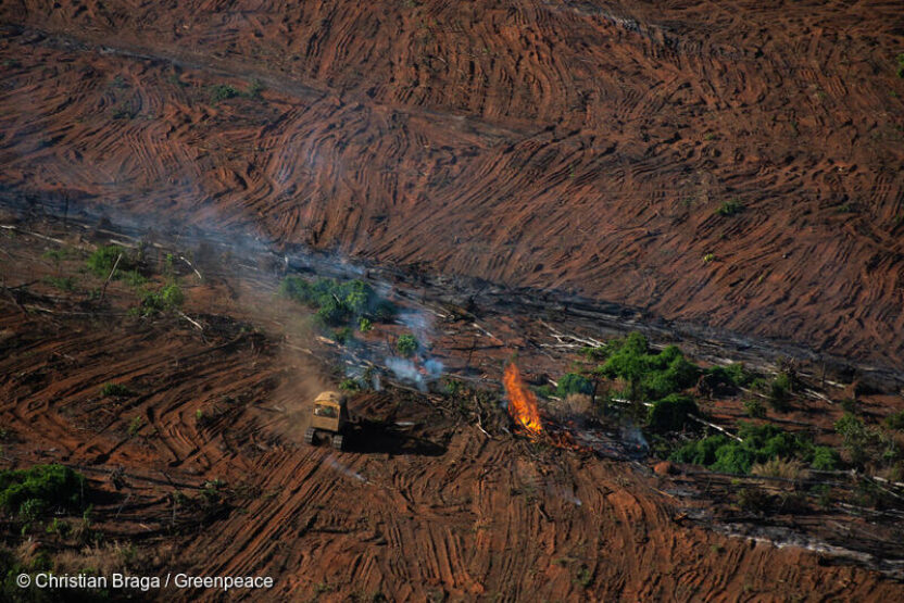 Tesco urged to cut links with forest destroyers as the Amazon burns