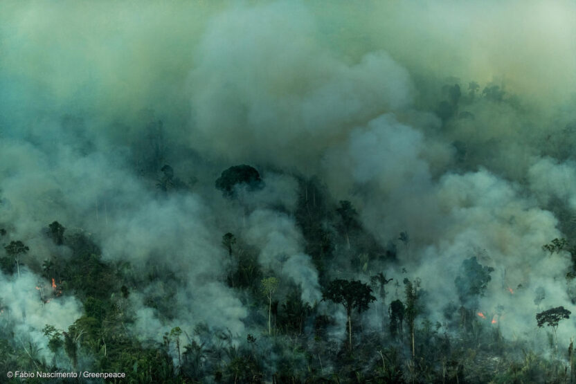 Amazon deforestation highest in over a decade