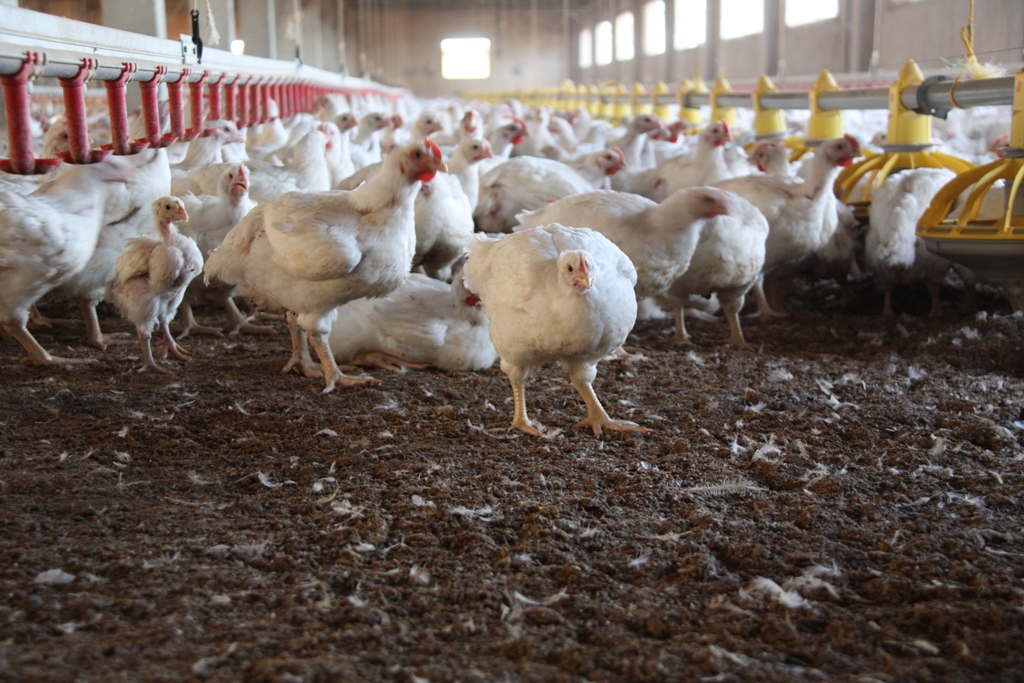 Is chlorine-washed chicken coming to the UK?
