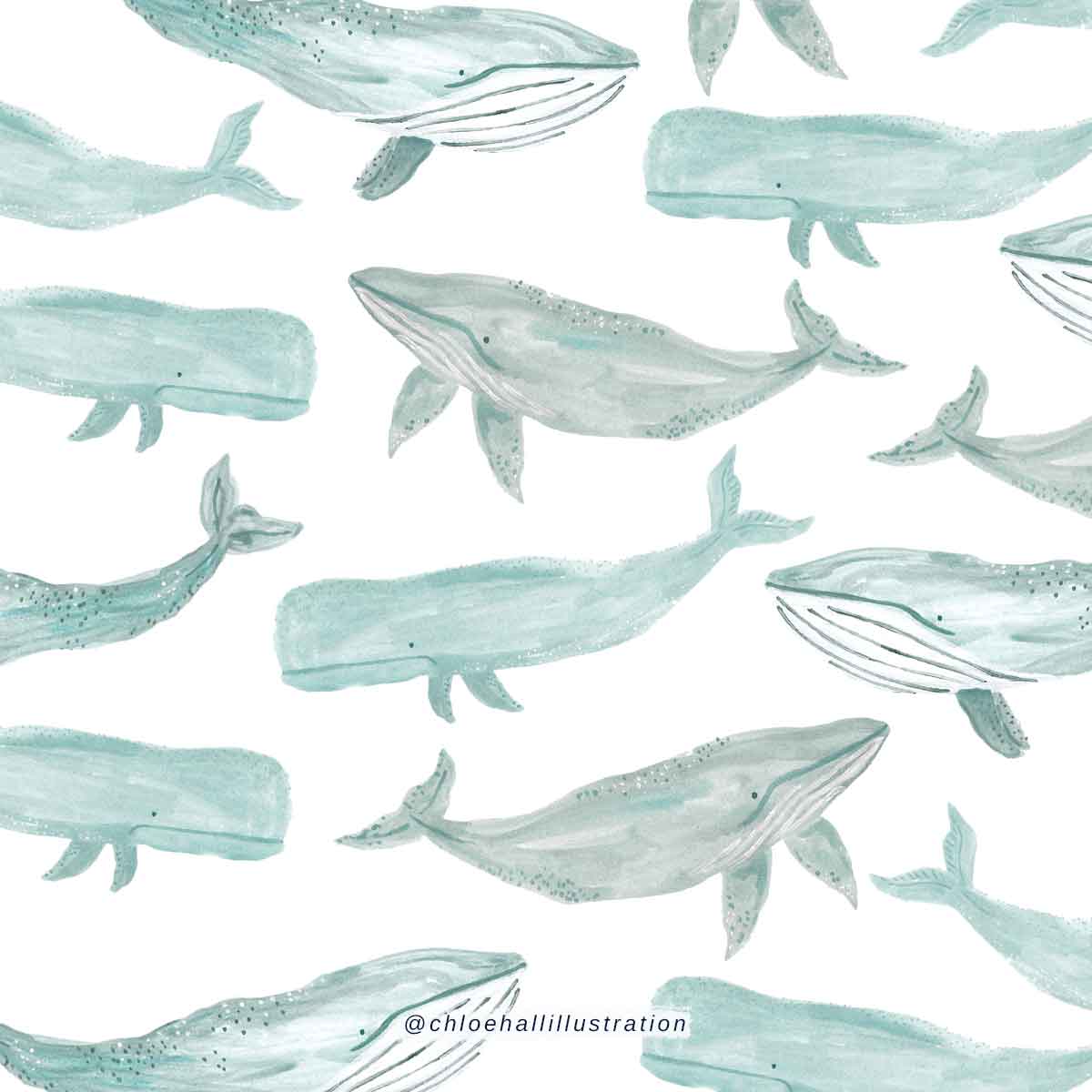Pattern illustration of four different species of whales laid out across the whole piece, in pale blue watercolour with @chloehallillustration text bottom centre