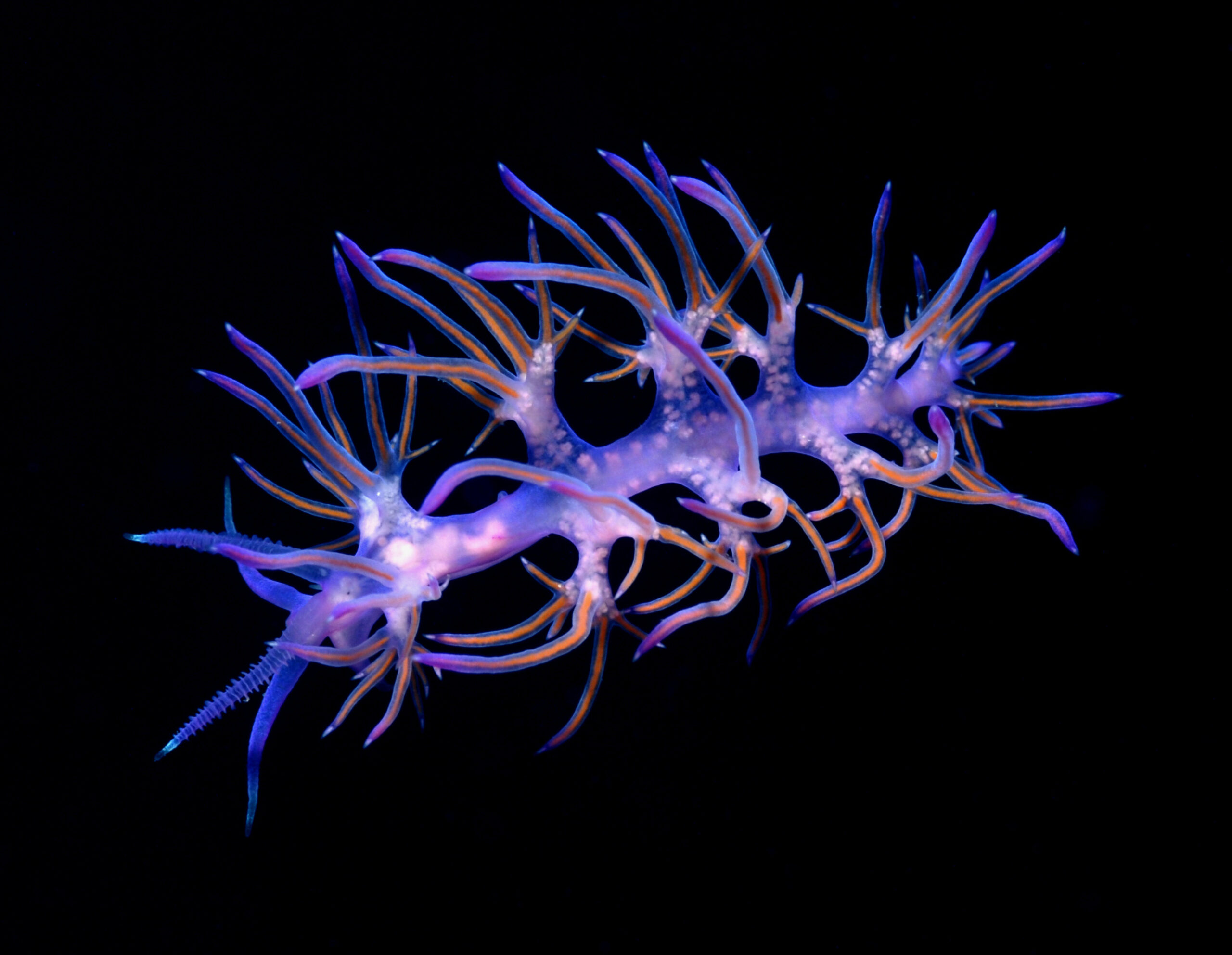 Sea slug or Christmas decoration: can you tell the difference?