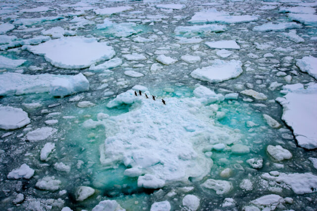 Aerial view of penguins walking across a fractured landscape of crumbling sea ice.
