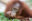A baby orangutan looks into the camera