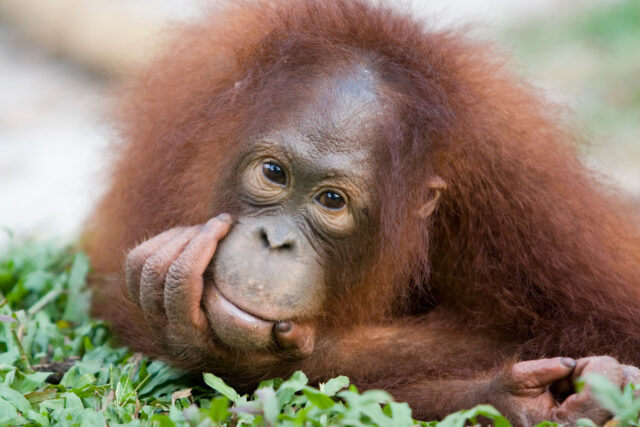 A baby orangutan looks into the camera