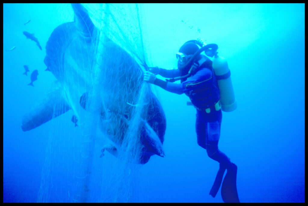 Greenpeace diver freeing a sunfish caught in a Japanese driftnet, Tasman Sea.