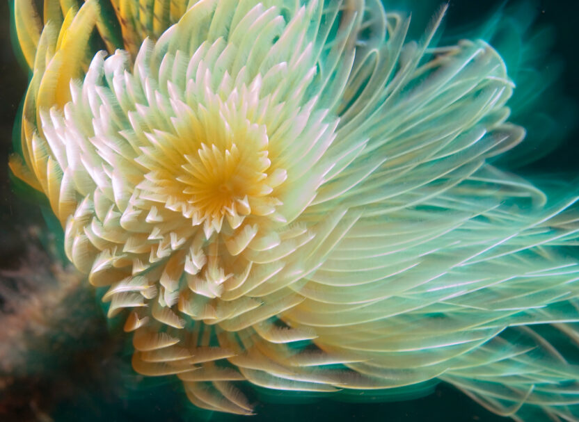 A spiral tube worm on the seabed. It's feathery fronds look like the petals of an alien flower
