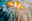 A cute orange and white clownfish in an anemone