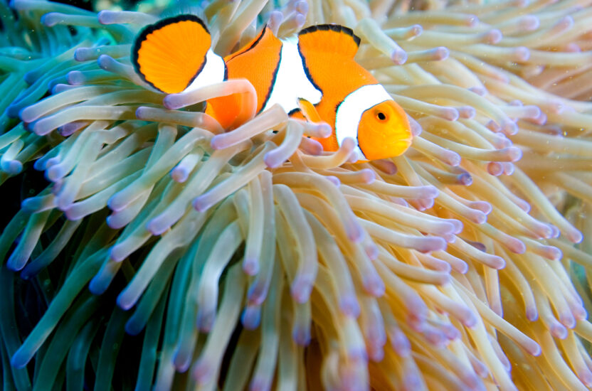 A cute orange and white clownfish in an anemone