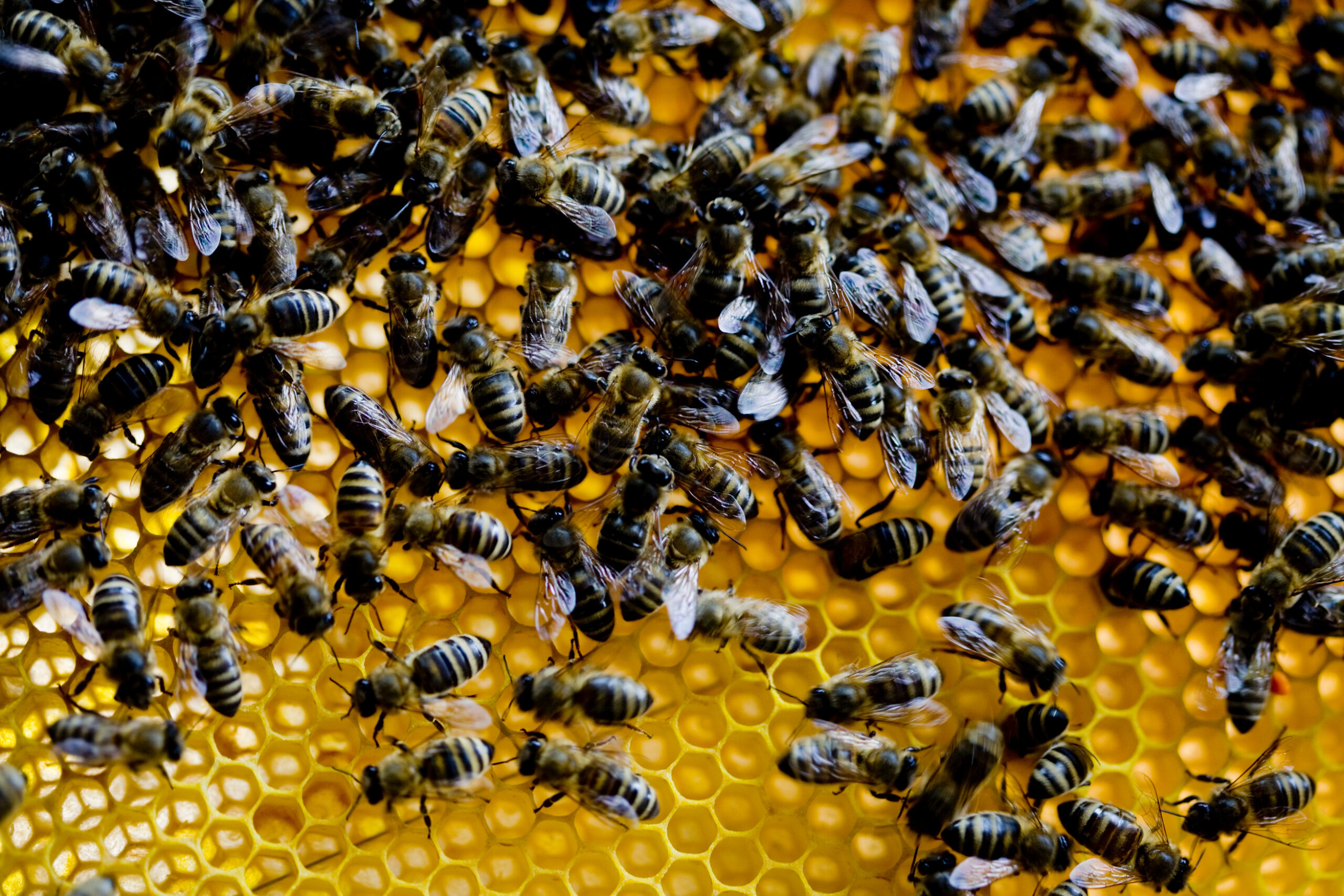 bees on honeycomb