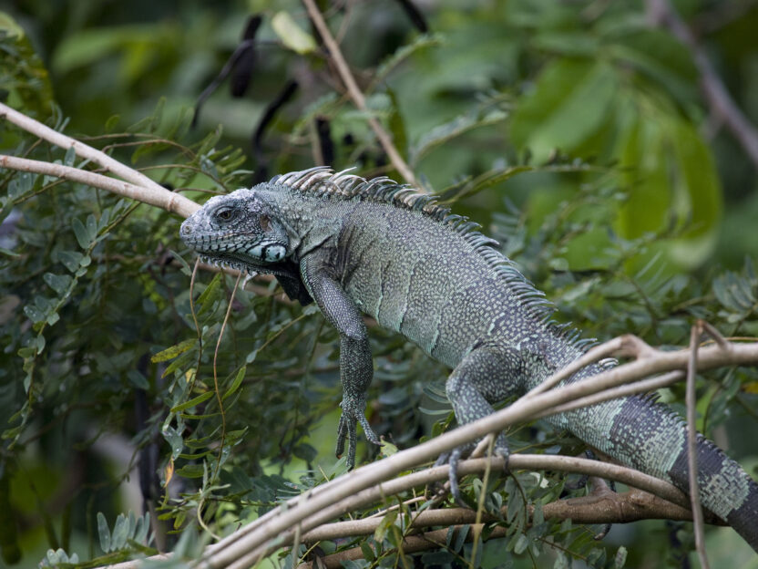 Giant iguana in a tree looking back towards the camera