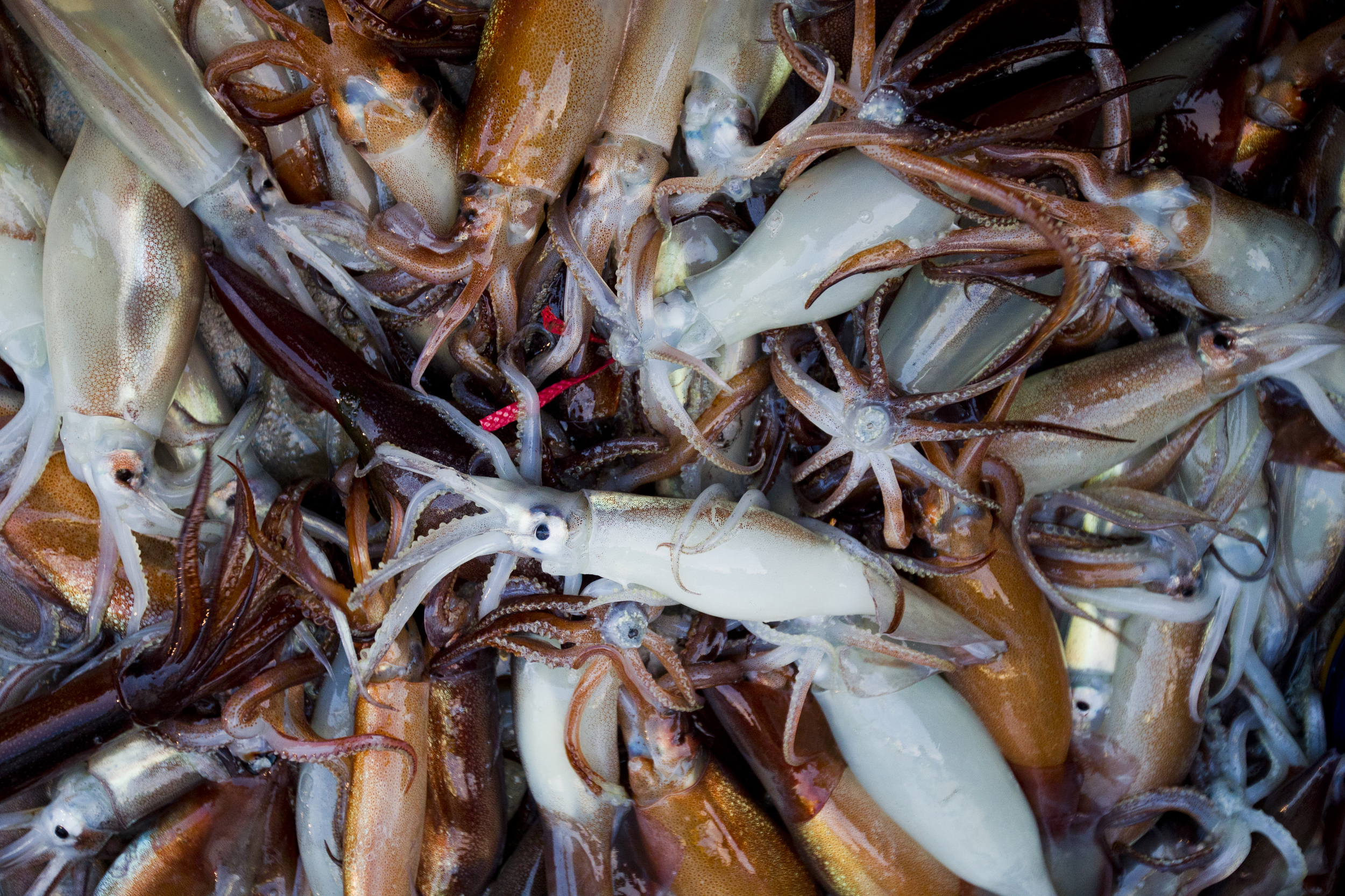 Close up of white and brown squid in a mass after being caught