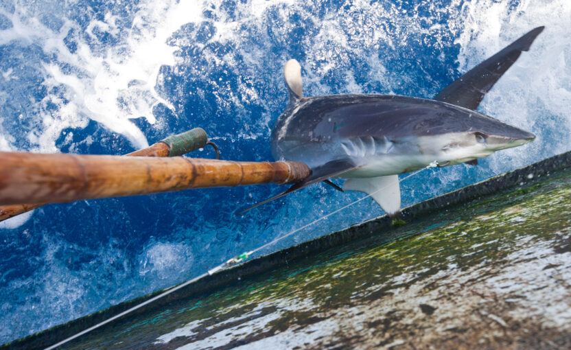 A shark is pulled out of the water and onto the deck of a ship, using long bamboo poles with hooks on the ends