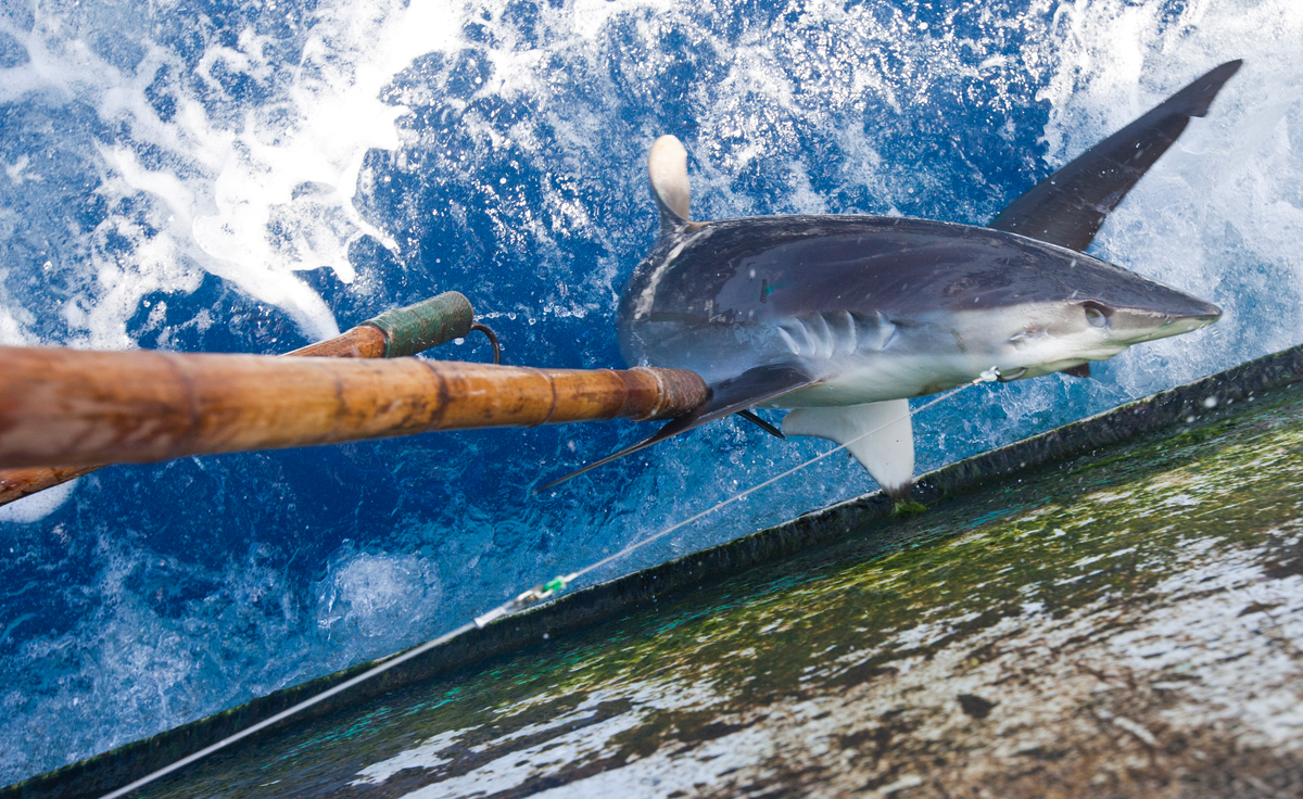 A shark is pulled out of the water and onto the deck of a ship, using long bamboo poles with hooks on the ends