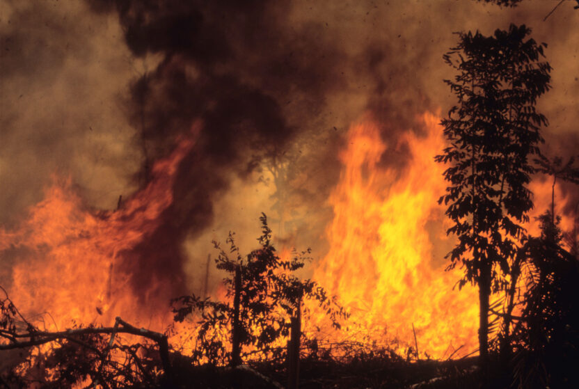 Trees are silhouetted against a sheet of flames as a forest fire rages in the Amazon