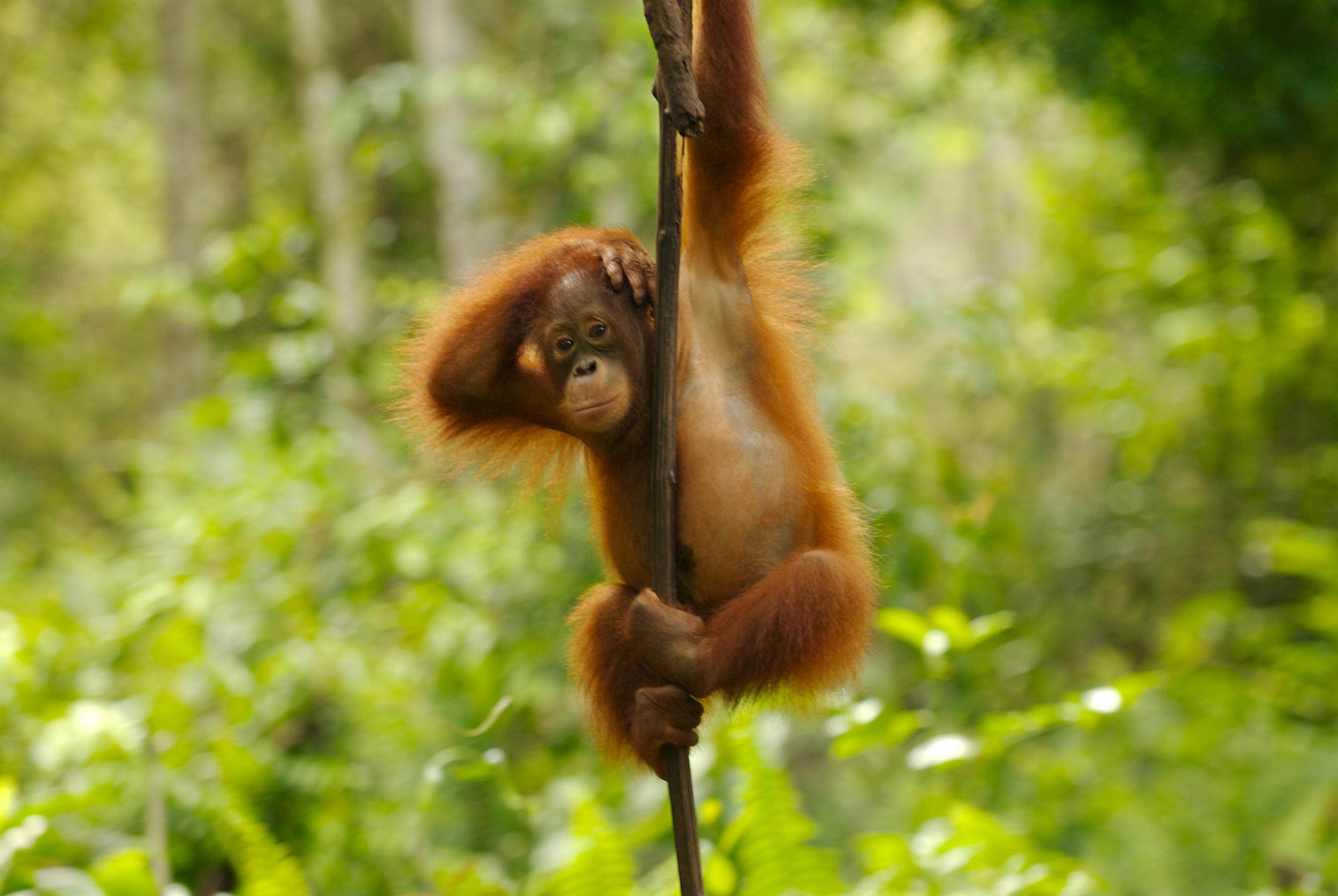 orangutan on a vine