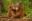 Two young orangutans hugging
