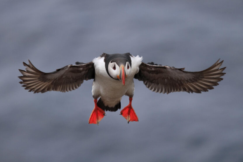 Meet the weird and wonderful creatures of Dogger Bank