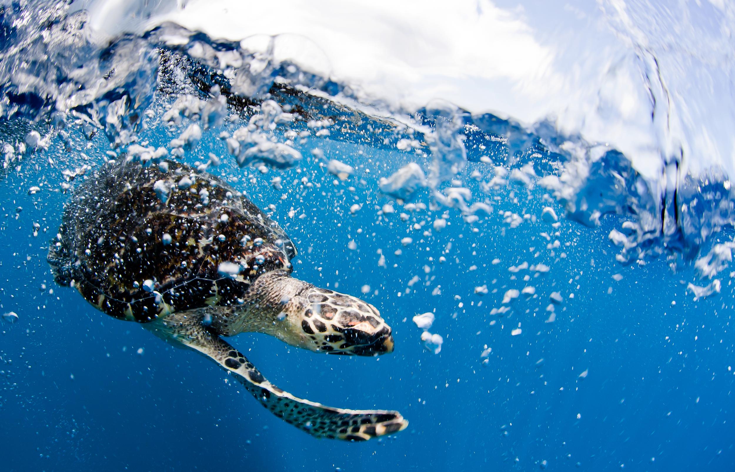 Turtles Under Threat: Ocean warming forces leatherback turtles to travel further for food