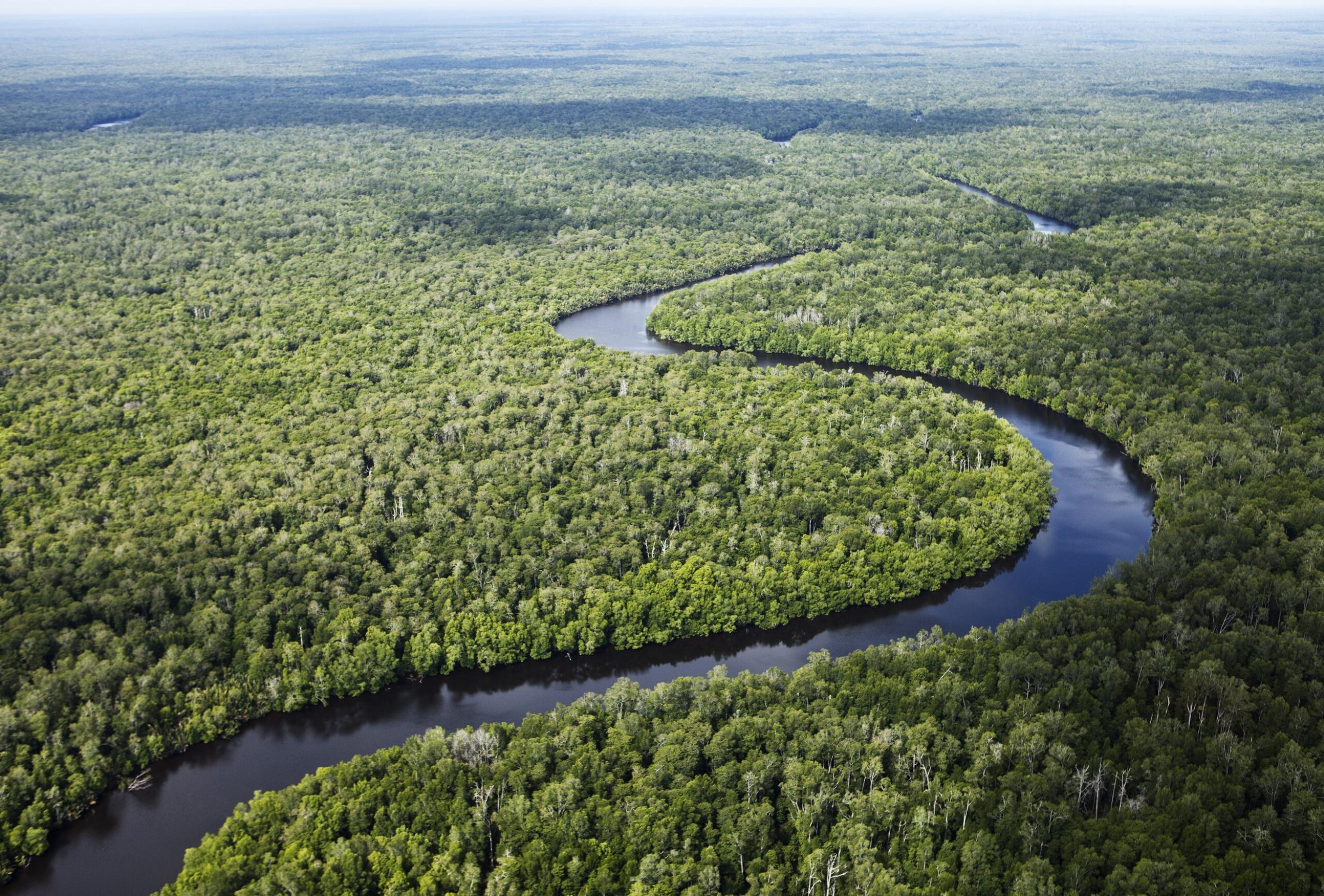 A river snakes through a large forest into the distance.