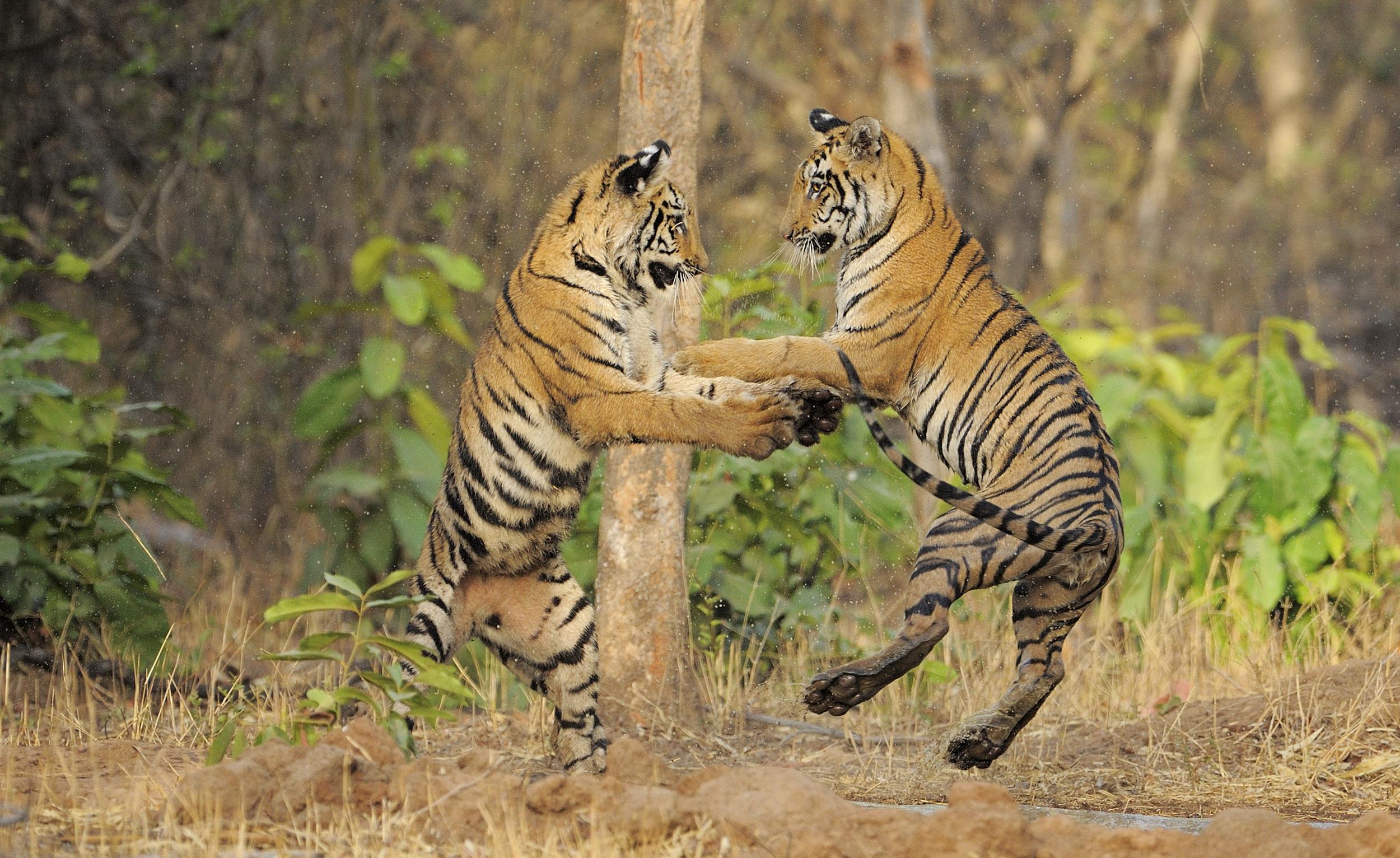 Tigers jumping and playing