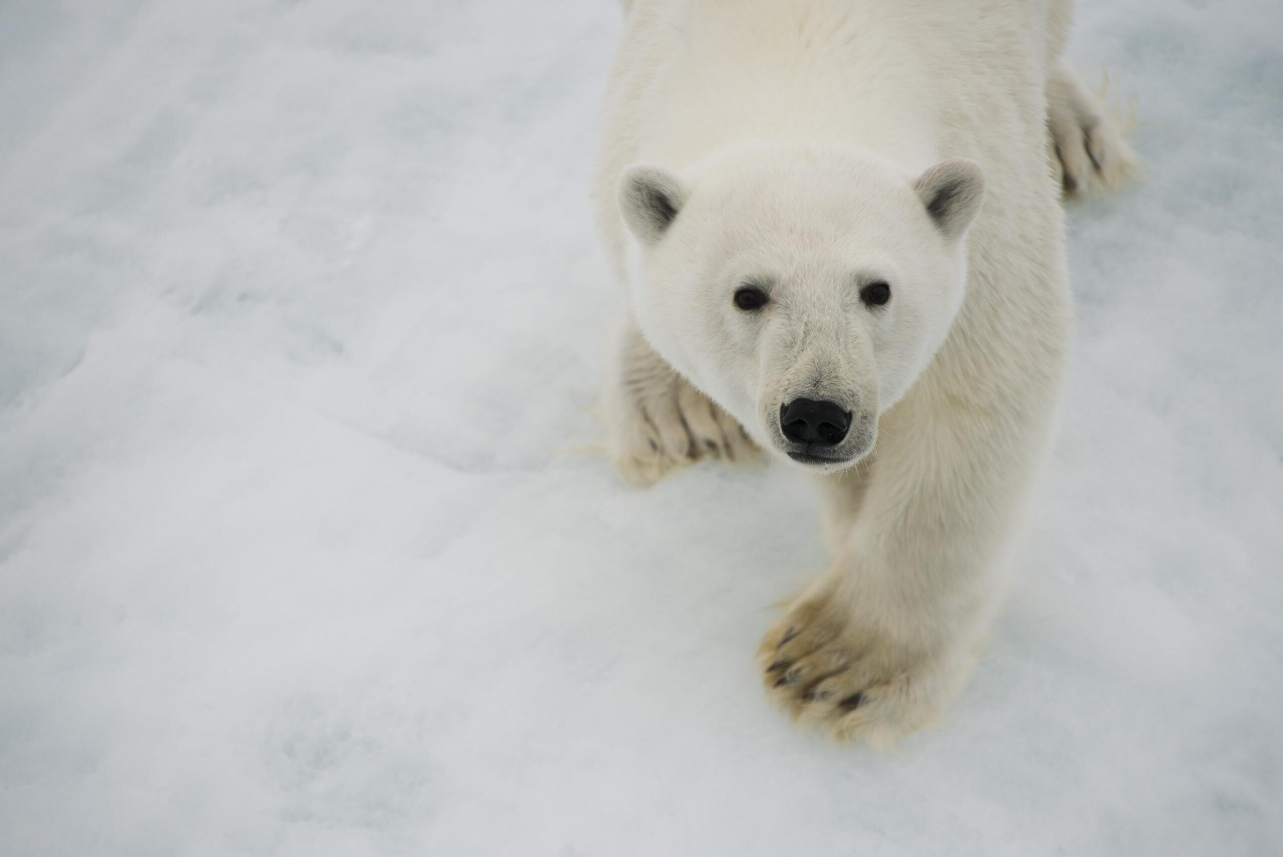 Arctic