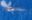 A pygmy blue whale breaking the surface of a blue ocean, a cloud of water vapour escapes from its blowhole.