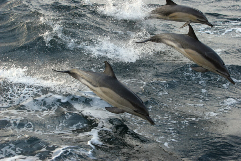 Dolphins jumping out of the water
