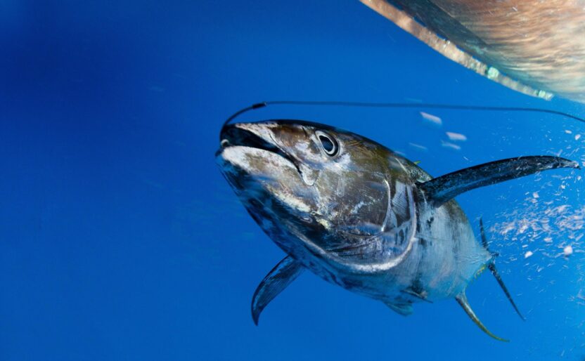 A tuna swims through a deep blue ocean with a fish hook in its mouth, trailing a line back towards the hull of a boat, which is just visible at the edge of the frame.