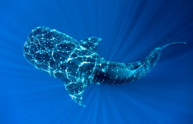 whale shark