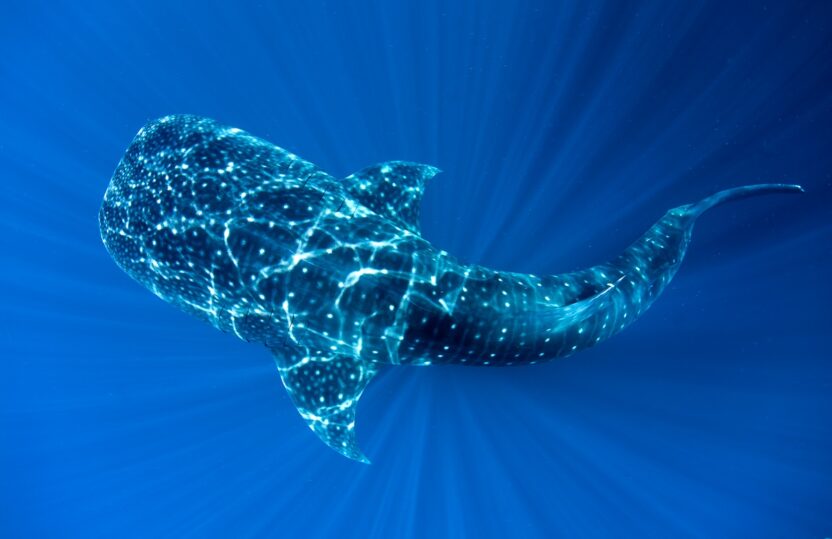 whale shark